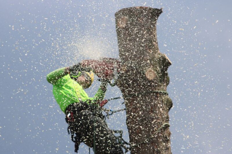 Arborist